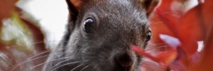 Prevent home damage from pests